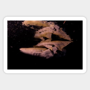 Nurse Sharks at Night dives Sticker